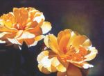 CWA Signature Members' Award   -  $400 
