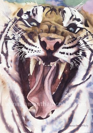 Samantha McNally, Big Cat Rescue Tiger, 3rd Prize San Leandro Library 2013