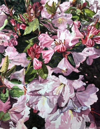 Craig Moline, Rhododendrons