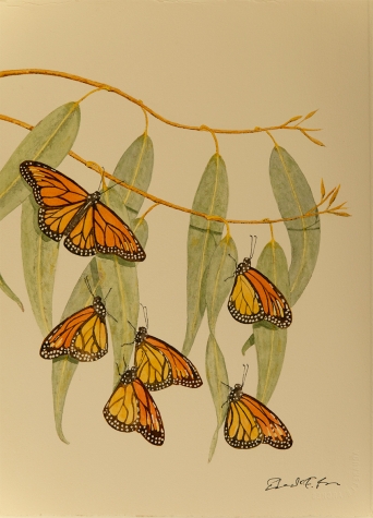 Monarchs at Pismo
