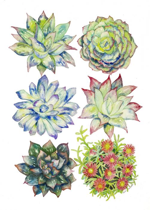 Eileen Ormiston, Six Succulents