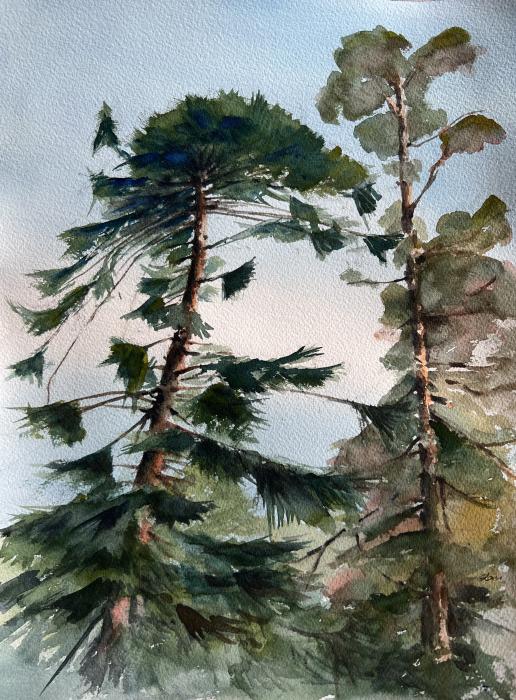 Glen Jarvis, Bunya pine