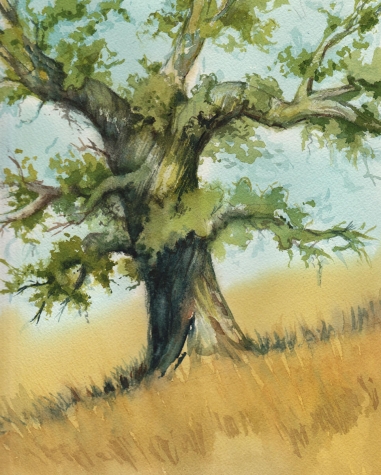 Secret Oak 1 Secret Oak