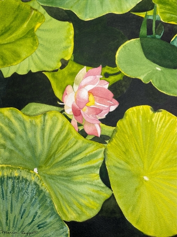 Pink Water Lily 2 Pink Water Lily