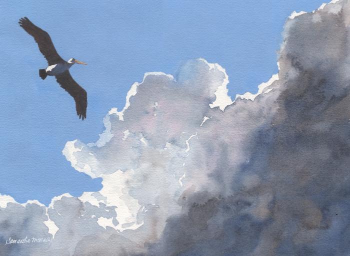 Samantha McNally, Pelican in the Clouds