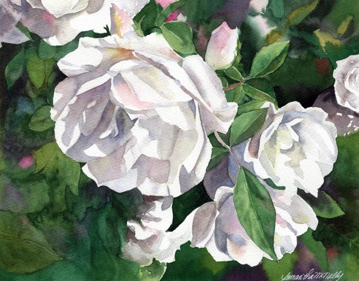 Samantha McNally, White Roses