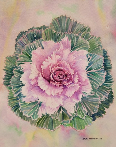 Winter Cabbage 1 Winter Cabbage