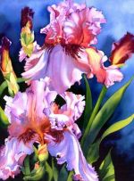 Nancy Collins